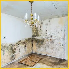 Margate Restoration Expert Margate, FL 954-459-3089